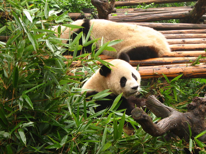 Panda at the panda breeding center. Chengdu, China.